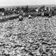 Illustration for article titled Terraforming Gone Wrong Resulted in a Plague of Rabbits